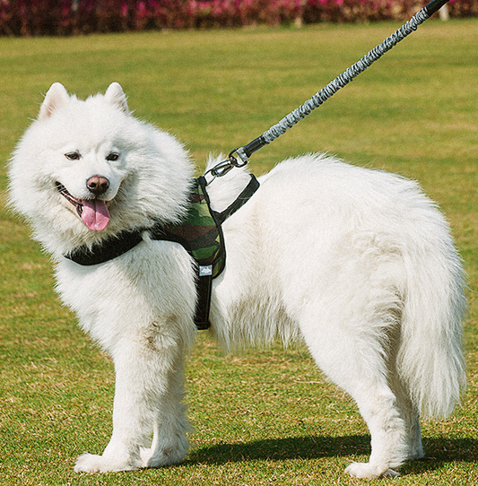 Dog Leash For Chest Harness